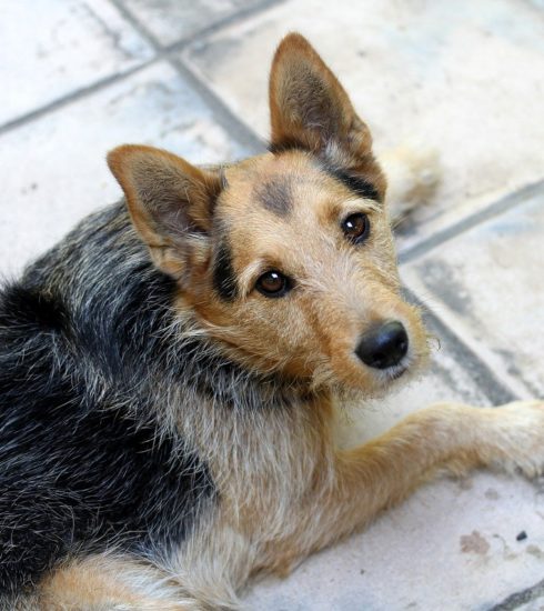 Dog Pet Canine Animal Lying Fur  - myshoun / Pixabay