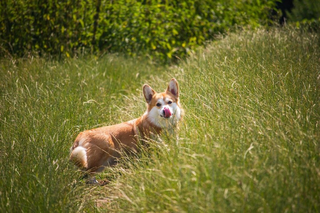 Dog Pet Corgi Animal Canine  - MolnarSzabolcsErdely / Pixabay