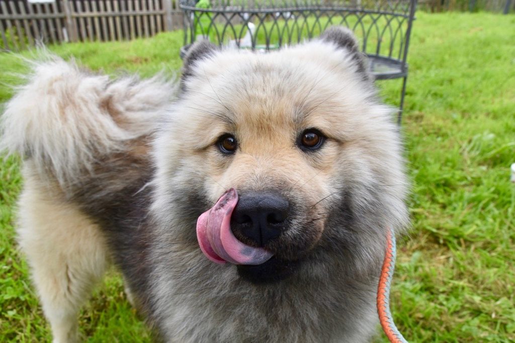 Dog Pet Eurasier Animals Language  - JACLOU-DL / Pixabay