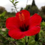 Flower Hibiscus Petals Stamens  - GAIMARD / Pixabay