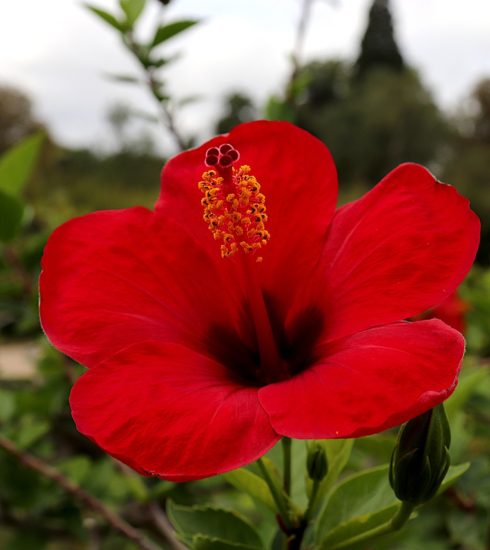 Flower Hibiscus Petals Stamens  - GAIMARD / Pixabay