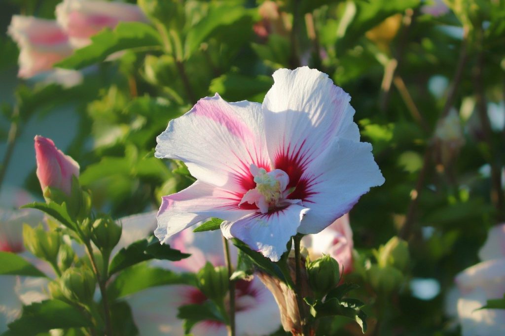 Flower Petals Hibiscus Leaves  - manfredrichter / Pixabay