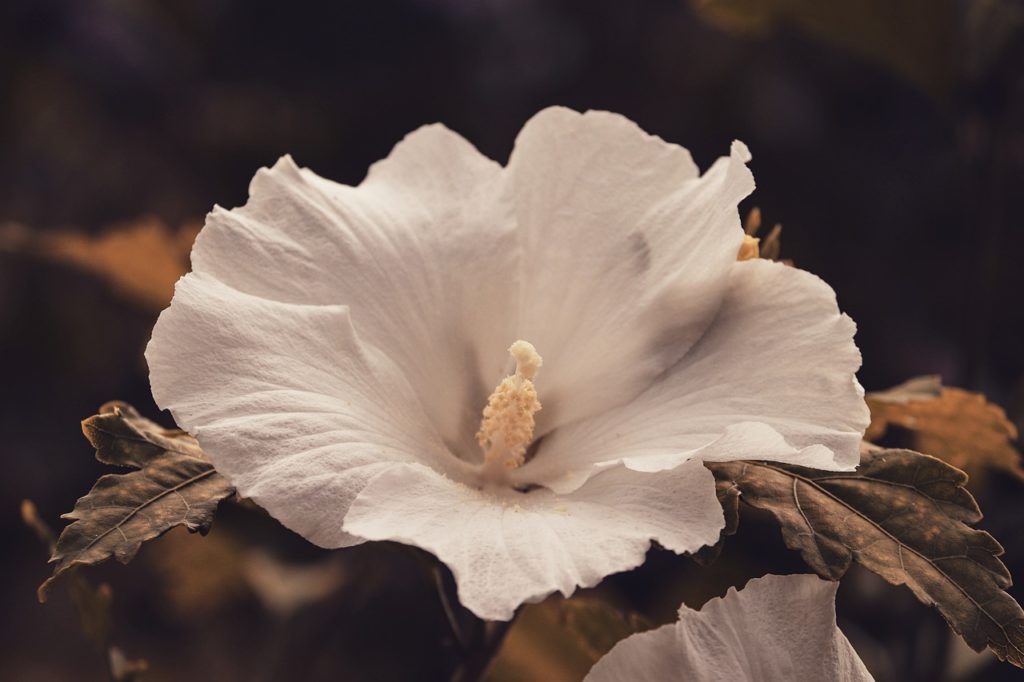 Hibiscus Hibiscus Syriacus  - manfredrichter / Pixabay