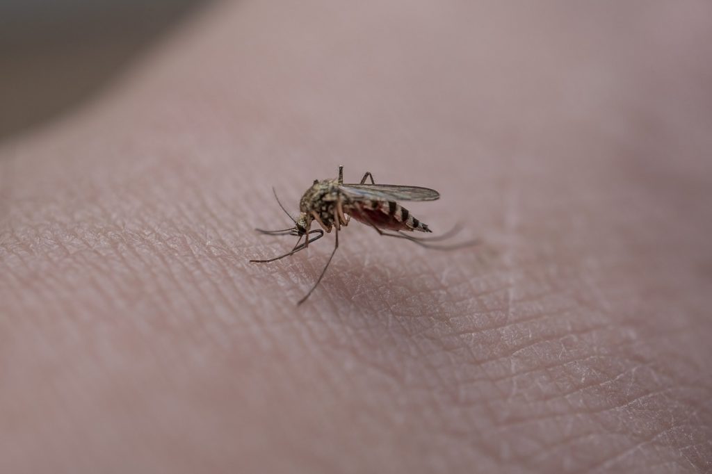 Mosquito Insect Skin Mosquito Bite - MikuAalto / Pixabay