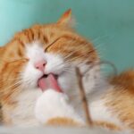 cat, pet, licking, animal, tabby cat, domestic cat, feline, mammal, cute, adorable, portrait, cat, nature, cat, cat, cat, cat