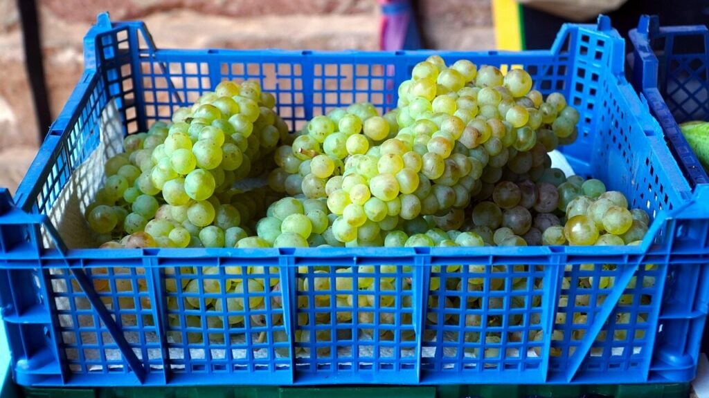 grapes, green grapes, fruits, food, healthy, nutrition, plastic crate, plastic container, harvest, fresh, ripe, market, plastic crate, plastic crate, plastic crate, plastic crate, plastic crate, plastic container, plastic container, plastic container